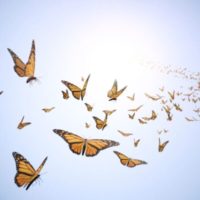 Butterflies in the Sky